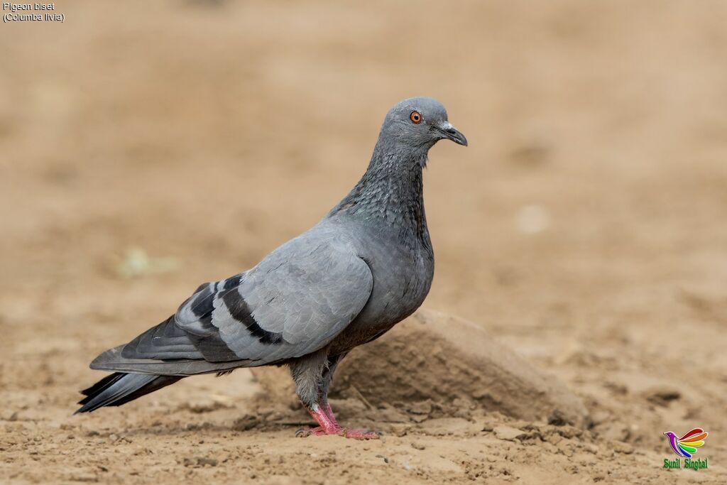 Pigeon bisetadulte, identification