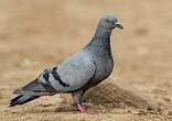 Pigeon biset