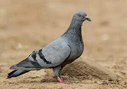 Rock Dove