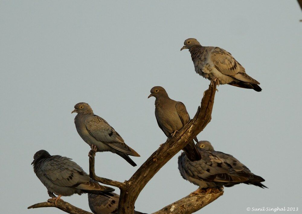 Yellow-eyed Pigeonadult, identification