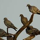 Pigeon d'Eversmann