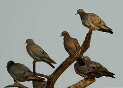 Yellow-eyed Pigeon