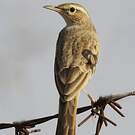 Pipit à long bec