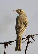 Long-billed Pipit