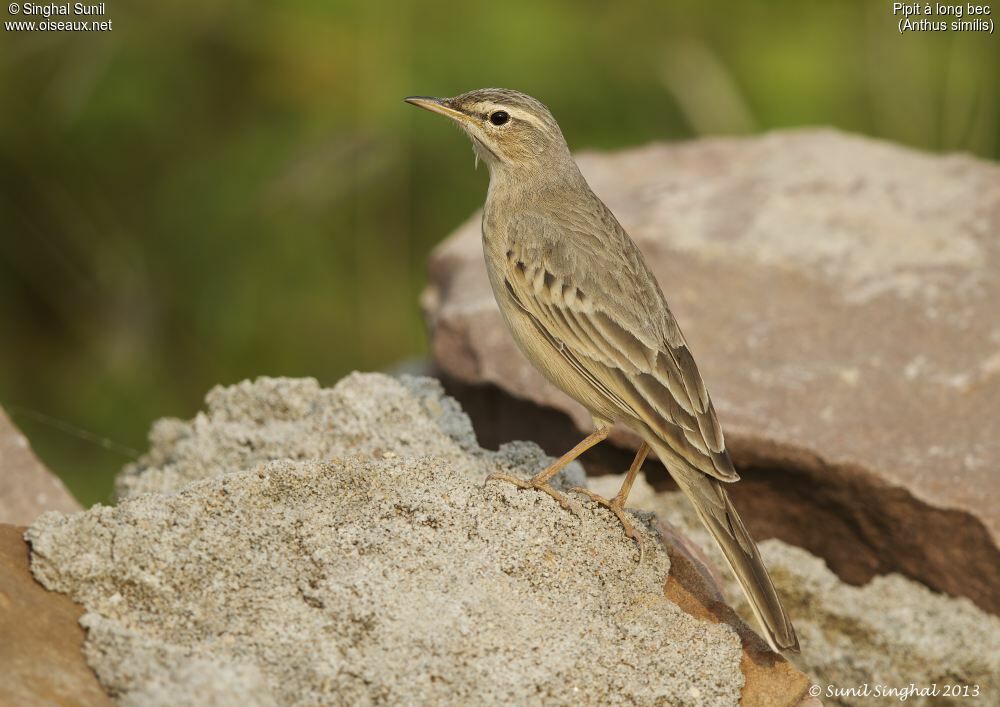 Pipit à long becadulte, identification