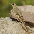 Pipit à long bec
