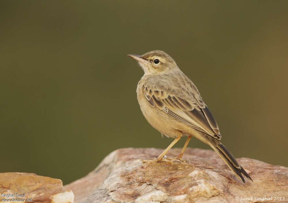 Long-billed Pipitadult, identification