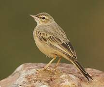 Long-billed Pipit