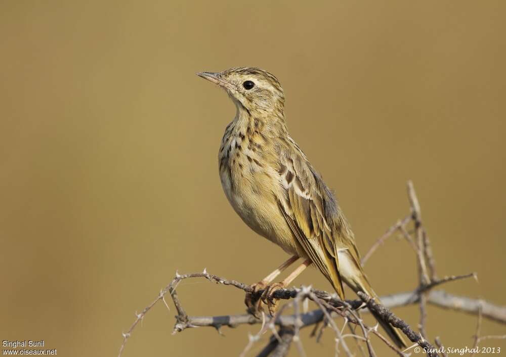 Blyth's Pipitadult transition, moulting