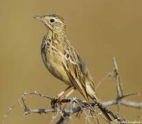 Blyth's Pipit