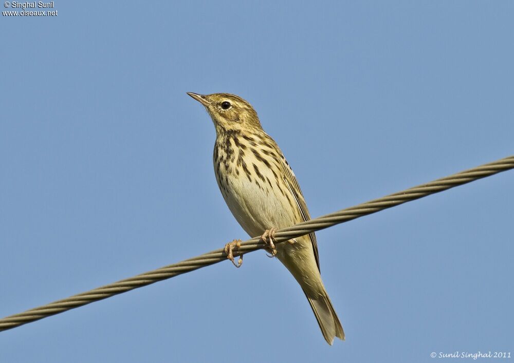 Tree Pipitadult, identification