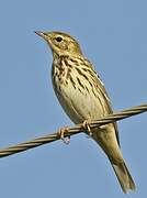 Tree Pipit