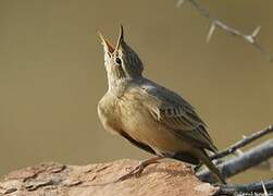 Tawny Pipit