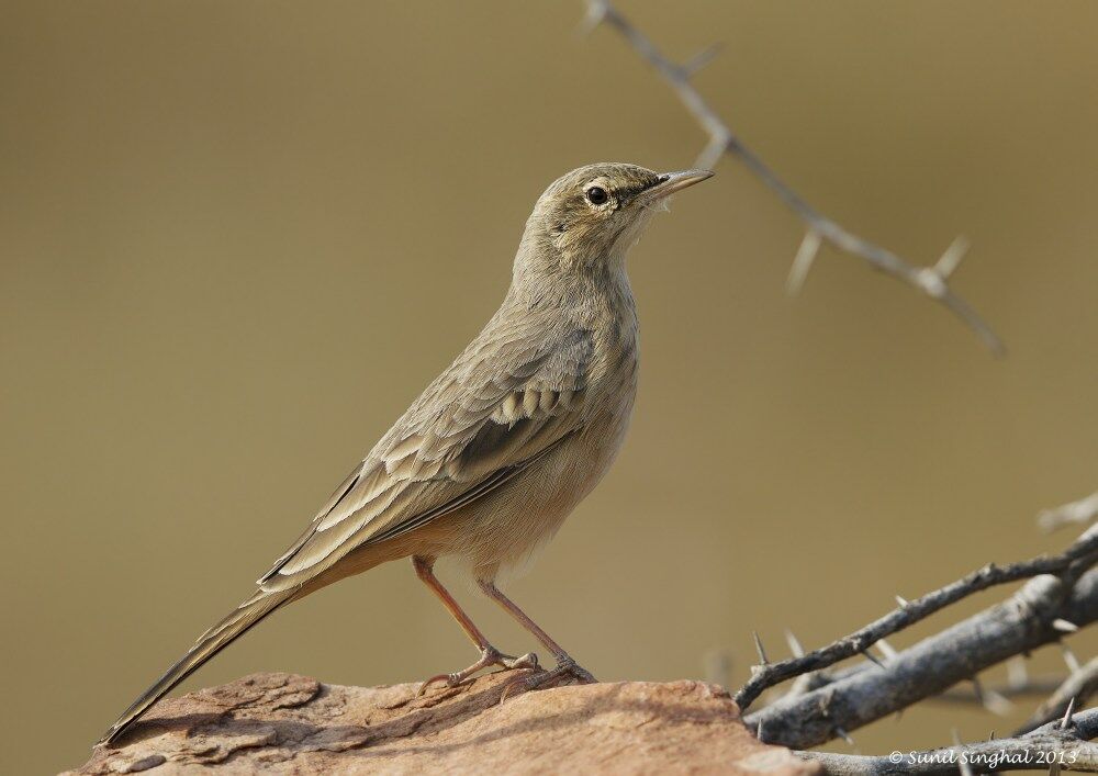 Pipit rousselineadulte, identification