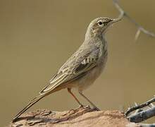 Pipit rousseline