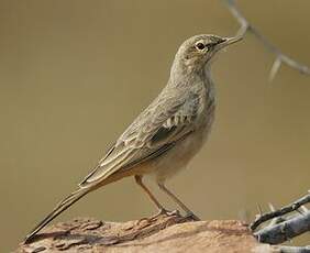 Pipit rousseline