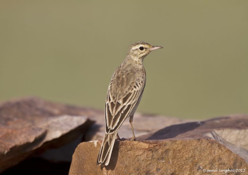 Paddyfield Pipit