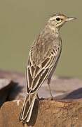 Paddyfield Pipit