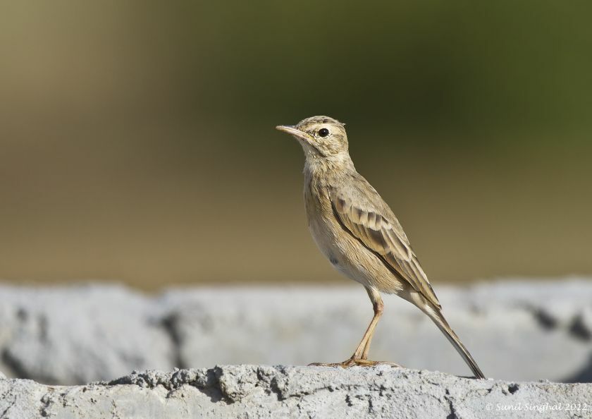 Paddyfield Pipit