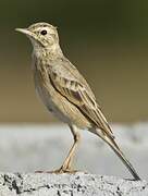 Paddyfield Pipit