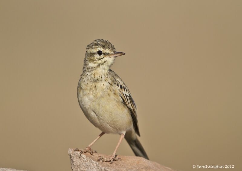 Paddyfield Pipit