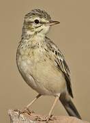 Paddyfield Pipit