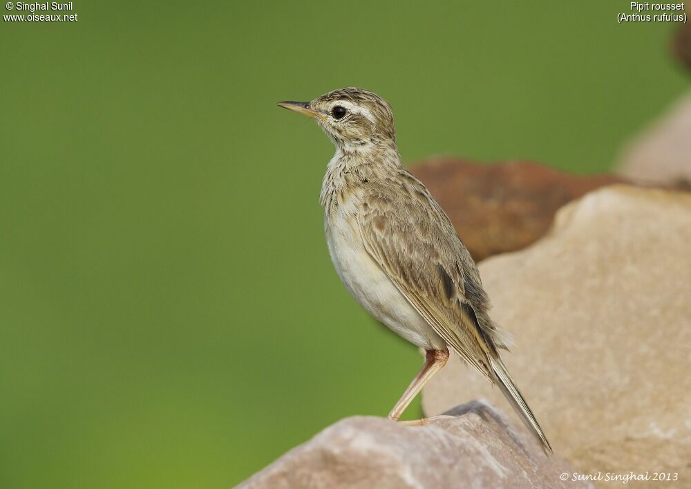 Paddyfield Pipitadult, identification