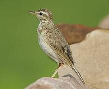 Paddyfield Pipit