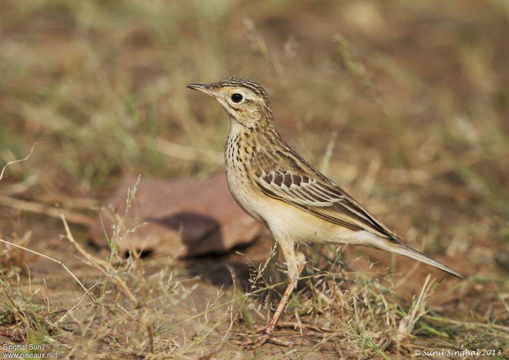 Paddyfield Pipitjuvenile, identification