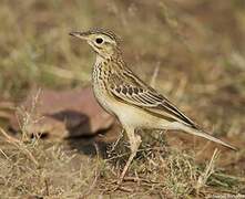 Paddyfield Pipit