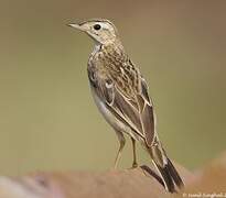 Paddyfield Pipit