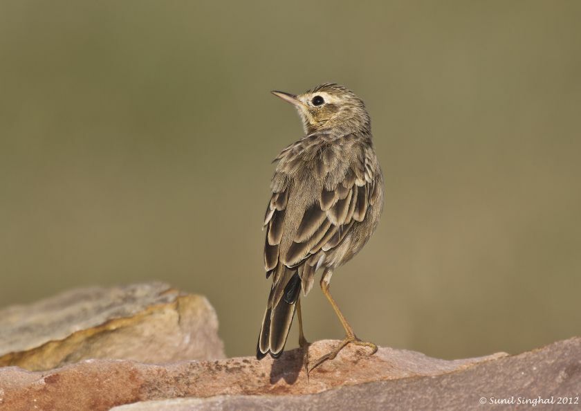 Paddyfield Pipit