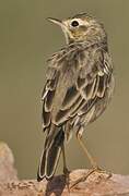 Paddyfield Pipit