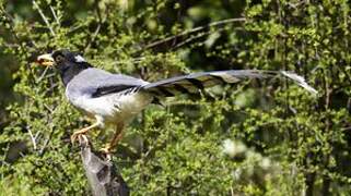 Yellow-billed Blue Magpie