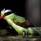 Pirolle verte