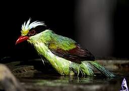 Common Green Magpie