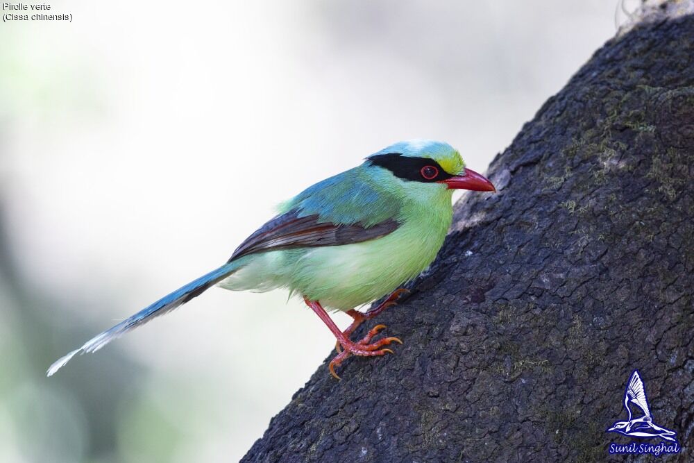 Common Green Magpieadult, identification