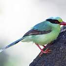 Pirolle verte