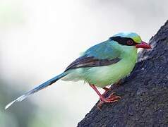 Common Green Magpie