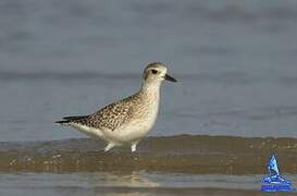 Grey Plover