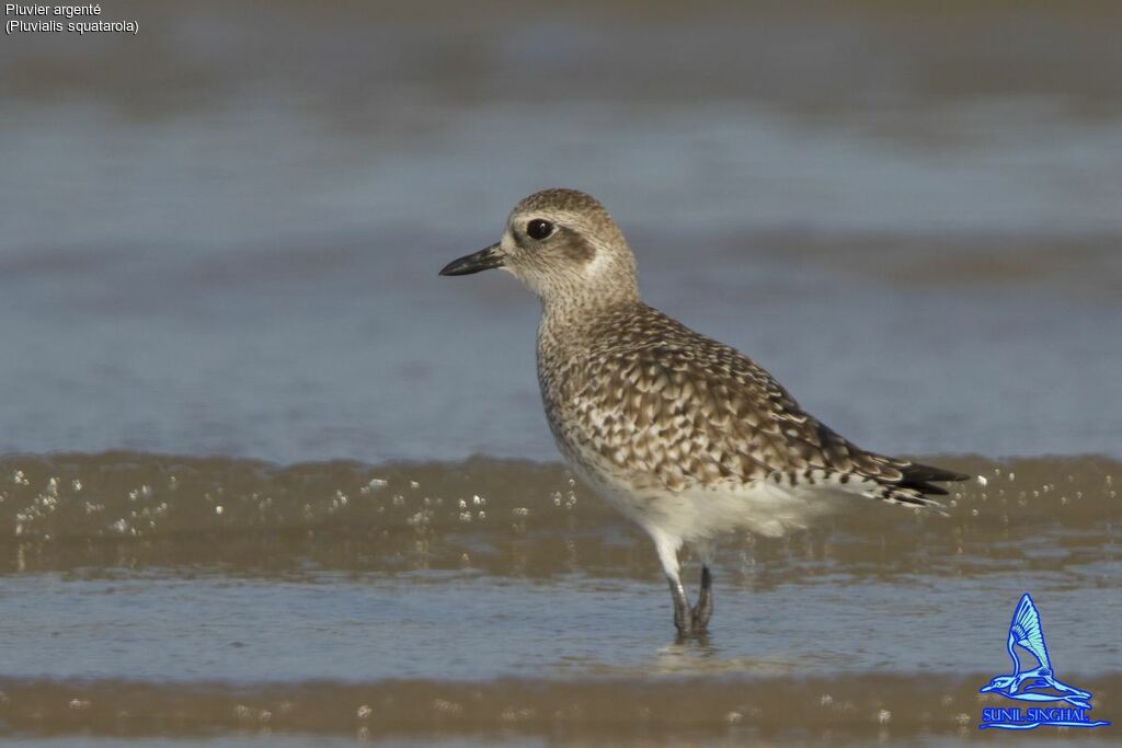 Grey Plover, identification, close-up portrait, Behaviour