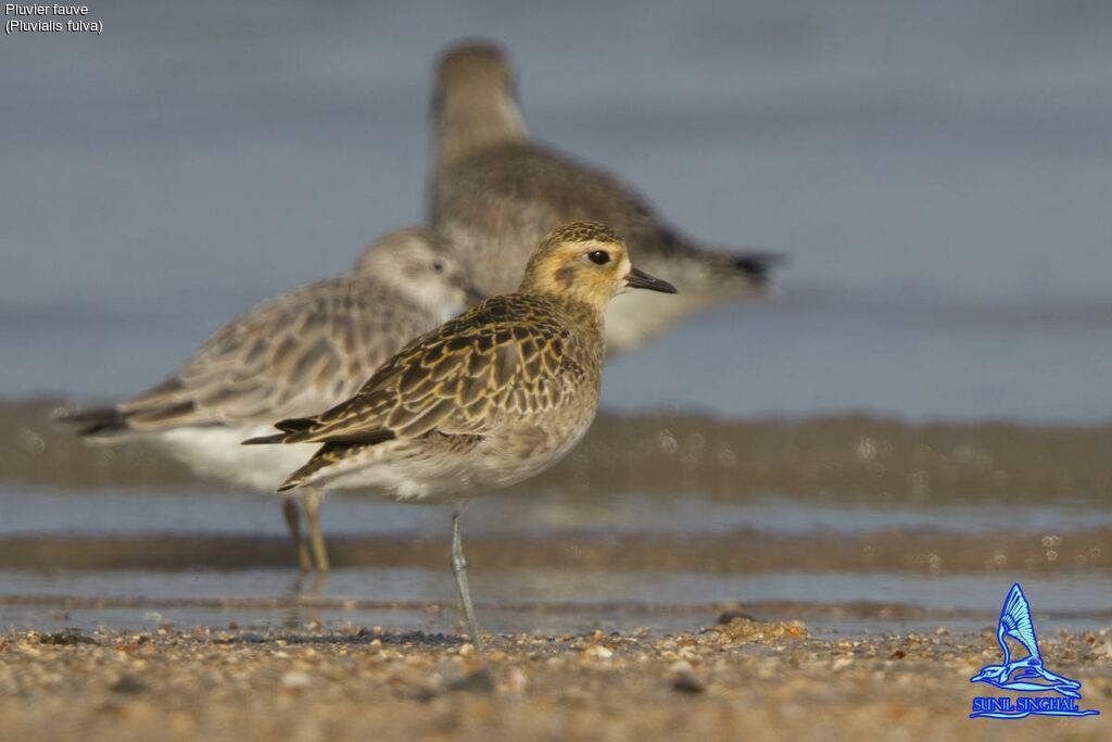 Pacific Golden Plover, identification, close-up portrait, Behaviour