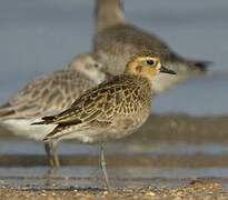 Pacific Golden Plover