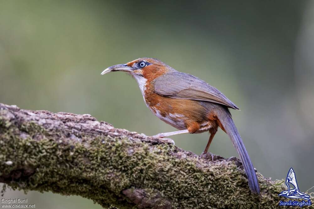 Rusty-cheeked Scimitar Babbler, identification