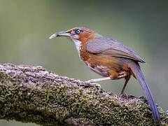 Rusty-cheeked Scimitar Babbler