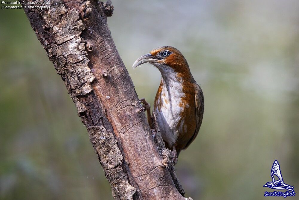 Pomatorhin à joues roussesadulte, identification