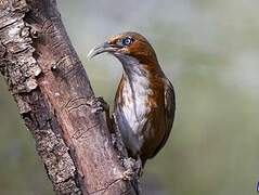 Rusty-cheeked Scimitar Babbler