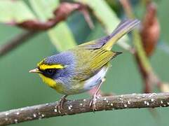 Black-faced Warbler