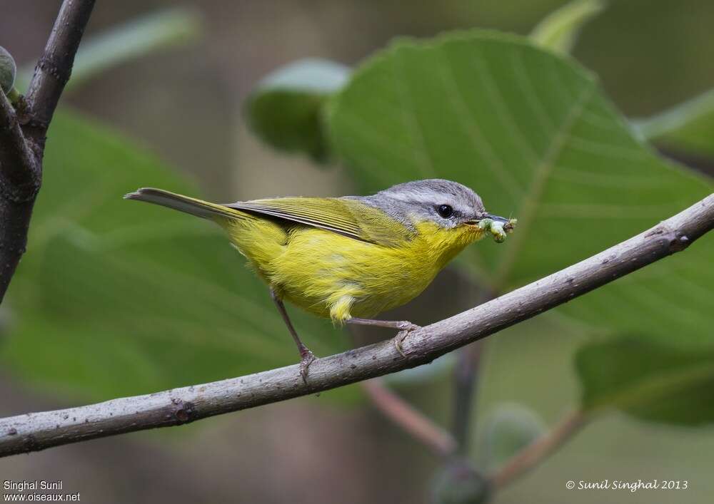 Grey-hooded Warbleradult, Reproduction-nesting