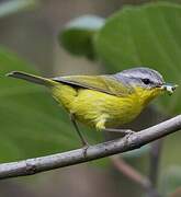 Grey-hooded Warbler